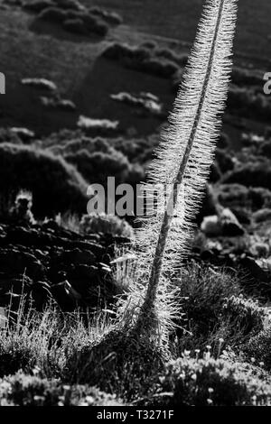 Hintergrundbeleuchtung Skelett der Echium wildpretii tajanaste Stiel glühen in der Las Canadas del Teide Nationalpark Teneriffa, Kanarische Inseln, Spanien Stockfoto