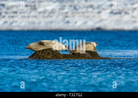 Seehunde, Phoca vitulina, schleppten sie aufliegt und auf vorgelagerten Felsen bei Ebbe am Hvítanes Robbenkolonie entlang Skötufjörður Fjord in der Westfjo Stockfoto