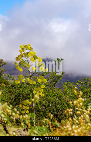 Riesigen Fenchel, Ferula Communis, gegen einen bewölkten Himmel, Gran Canaria, Kanarische Inseln, Spanien Stockfoto