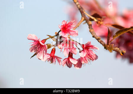 Wild himalayan Kirsche, Nahaufnahme von Thai sakura Blume Stockfoto