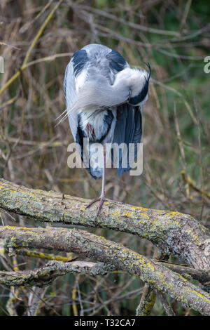 Graureiher (Ardea cinerea) Stockfoto