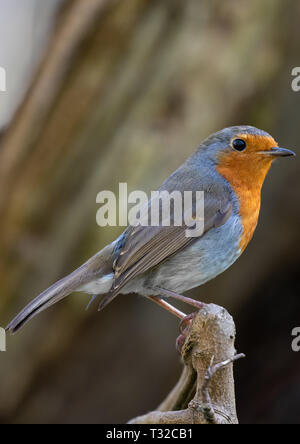 Rotkehlchen (Erithacus Rubecula) Stockfoto