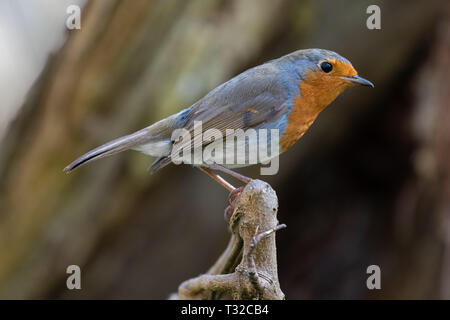 Rotkehlchen (Erithacus Rubecula) Stockfoto