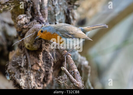 Rotkehlchen (Erithacus Rubecula) Stockfoto