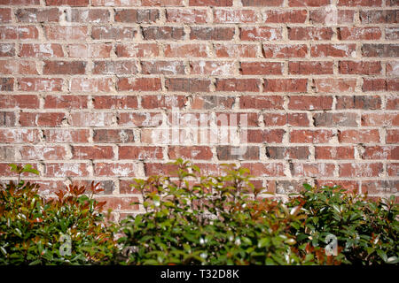 Ziegelwand Hintergrund mit grünen Sträuchern an der Unterseite, mit Kopie Raum Stockfoto
