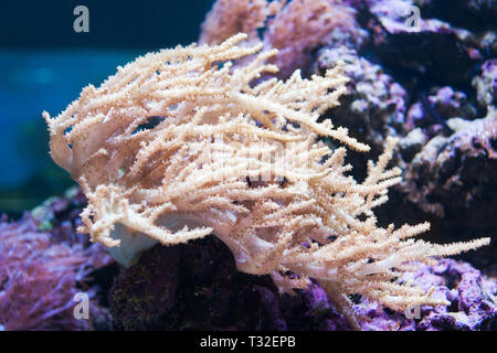 Schöne live natürlichen weißen Korallen im Aquarium. Stockfoto