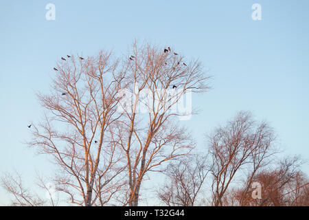 Silhouette von Baum und Vögel über Sonnenuntergang Himmel Stockfoto