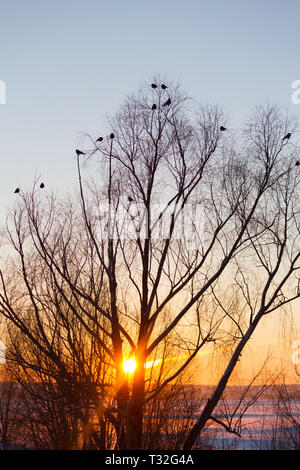 Silhouette von Baum und Vögel über Sonnenuntergang Himmel Stockfoto