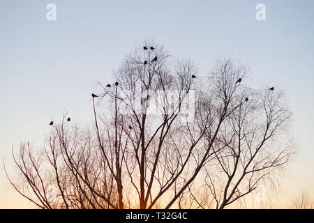 Silhouette von Baum und Vögel über Sonnenuntergang Himmel Stockfoto