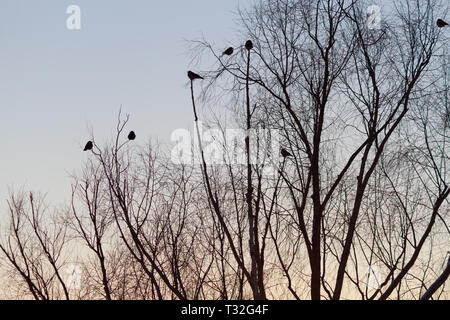 Silhouette von Baum und Vögel über Sonnenuntergang Himmel Stockfoto