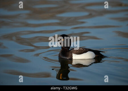 Die reiherente ist ein kleines Diving duck im nördlichen Eurasien gefunden. Stockfoto