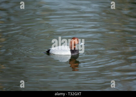 Die gemeinsame pochard ist ein mittelständisches tauchen Ente. Stockfoto