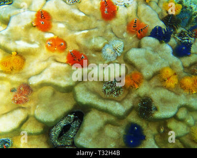 farbige Fanworms unter Korallen im Meer von Thailand Stockfoto