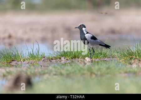 Schmied Kiebitz oder Schmied Plover (Vanellus armatus). Namibia. Stockfoto