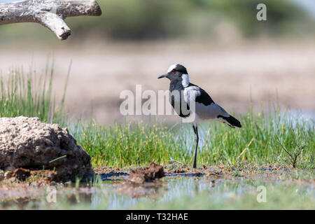 Schmied Kiebitz oder Schmied Plover (Vanellus armatus). Namibia. Stockfoto