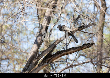 Grau-weg-bird (Corythaixoides concolor). Namibia. Stockfoto