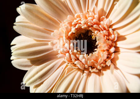 Pfirsichfarbene Gerbera - African Daisy in Nahaufnahme Stockfoto