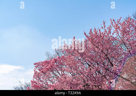 Die Kirschblüte (Sakura) mit Vögeln unter dem blauen Himmel in der Shinjuku Gyo-en Park in Tokio in Japan. Ein guter Platz für die Berufung im Frühjahr. Stockfoto