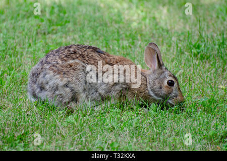 Kaninchen auf Nahrungssuche im Gras Stockfoto