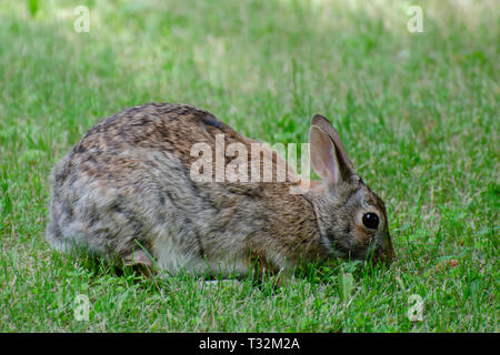 Kaninchen auf Nahrungssuche im Gras Stockfoto