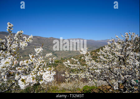 Kirschblüten im Jerte Tal, Spanien Stockfoto