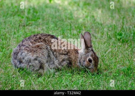 Kaninchen auf Nahrungssuche im Gras Stockfoto