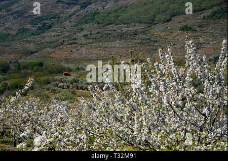 Kirschblüten im Frühling im Valle del Jerte Spanien Stockfoto