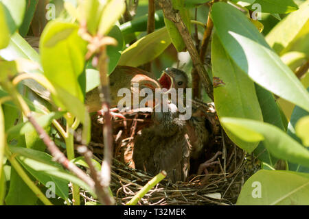 Weibliche Kardinal füttert ihr Baby Küken beim Stehen auf ihre Vögel Nest in einem grünen Busch. Stockfoto