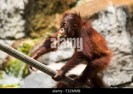 Ein junger Orang-utan ist Essen ein Blatt und Klettern ein Seil, während Familien in einem Zoo ansehen. Stockfoto