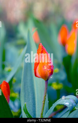 In der Nähe von einem schönen geschlossenen roten Rose mit Tautropfen und grüne Blätter in den frühen Morgenstunden. Stockfoto
