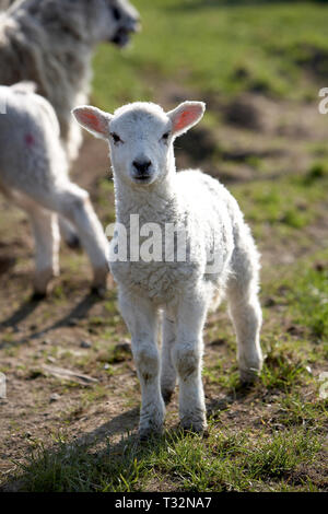 Lamm im Feld im Frühling Stockfoto