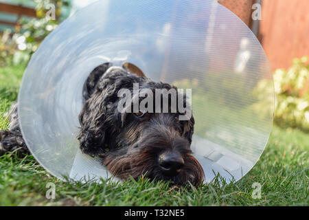 Schwarzer Hund Halskragen tragen. Stockfoto