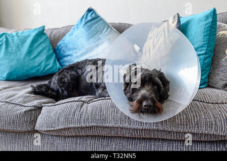 Hund tragen Halskragen für Schutz. Stockfoto