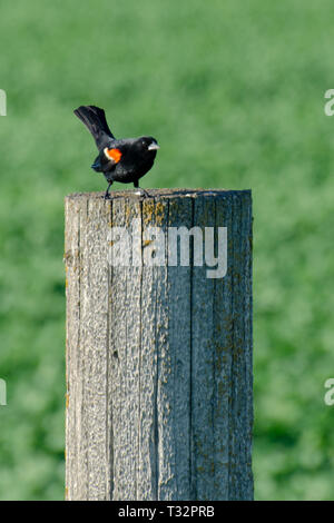 Red-Winged schwarzer Vogel thront auf einem zaunpfosten Stockfoto