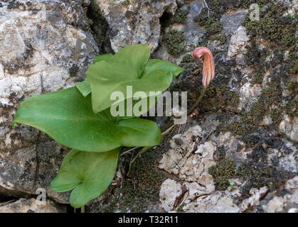 Der Arisarum vulgare aka Bruder Gugel oder Larus. Geophyte Anlage. Stockfoto