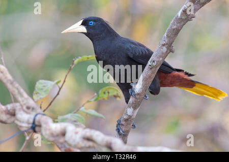 Crested oropendola (Psarocolius decumanus) im Pantanal Brasilien Stockfoto