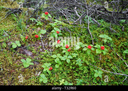 Kanadischer Hartriegel (Cornus Canadensis) wachsen auf den borealen Wald, Provinz Quebec, Kanada. Stockfoto