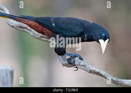 Crested oropendola (Psarocolius decumanus) im Pantanal Brasilien Stockfoto