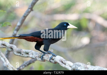 Crested oropendola (Psarocolius decumanus) im Pantanal Brasilien Stockfoto