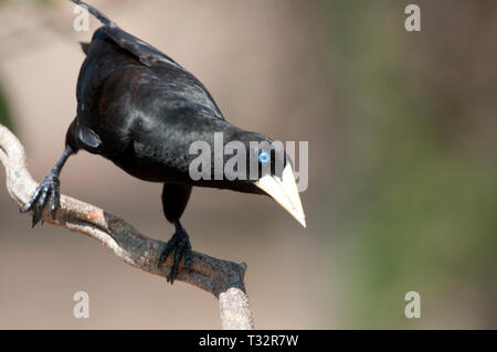 Crested oropendola (Psarocolius decumanus) im Pantanal Brasilien Stockfoto