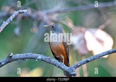 Rufous-bellied Thrush (Turdus rufiventris) im Pantanal in Brasilien Stockfoto