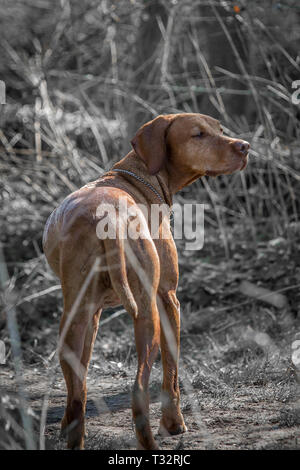 Ungarische Vizsla Hund draußen-in den Feldern Stockfoto