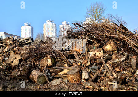 Ein sehr großes Dump der hölzernen Stümpfe von gefällten Bäumen auf dem Hintergrund der Stadtentwicklung. Das Konzept der Misswirtschaft und illegaler Holzeinschlag Stockfoto