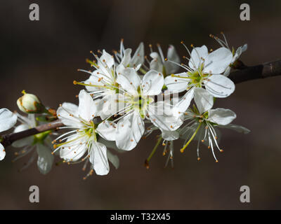 Nahaufnahme der schönen weißen Blackthorn Blumen auf einem Ast im Frühjahr Stockfoto