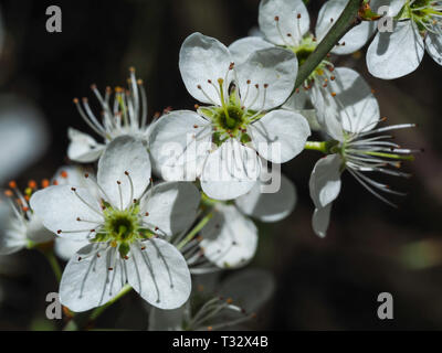 Hübsche weiße Blumen Schlehdorn (Prunus spinosa) auf einem Ast closeup Stockfoto