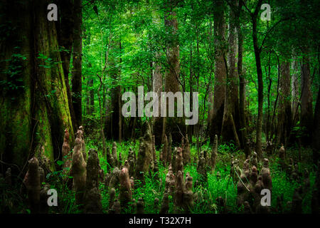 Die Sumpflandschaft der Congaree Nationalpark Stockfoto