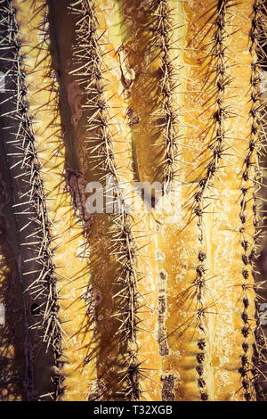 Ein Detail der Oberfläche und Dornen eines Saguaro Kaktus der Südwesten der USA in Arizona. Stockfoto