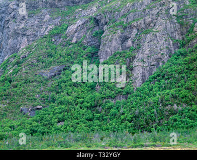 Kanada, Neufundland, Gros Morne National Park, gemischte Nadel- und Laubholz Bäume wachsen auf steilen, felsigen Hang in der Nähe des Tablelands. Stockfoto