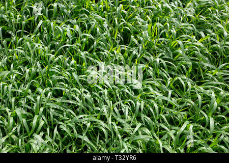 Gerste (Hordeum vulgare L.) ist ein Getreide vor allem für seine Getreide angebaut, aber es gibt auch wertvolle Futter, gestreift werden können, für Heu o Cut Stockfoto