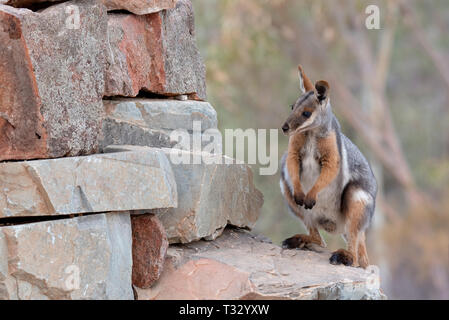 Dies ist eine merkwürdige und gefährdeten Yellow footed Rock Wallaby. Arkaroola, SA, Australien. Stockfoto